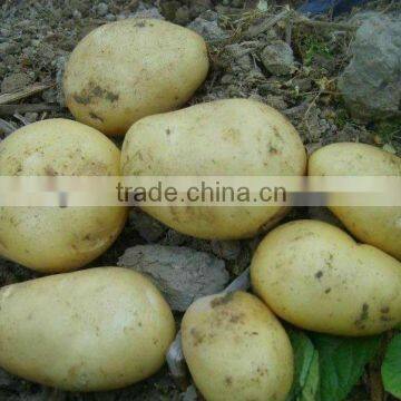 Fresh potato price per ton