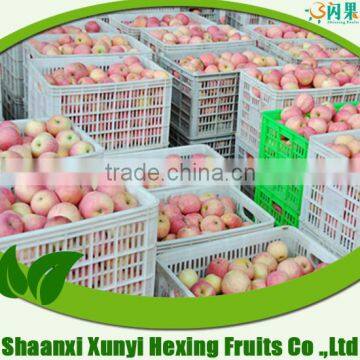 fresh fuji Apple, Good Appearance, Sweet Taste