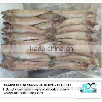 New Arrival Frozen Silver Sillago (Lady Fish) for you