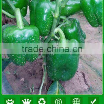 ASP221 Shouji f1 hybrid pepper seeds in sweet pepper seeds