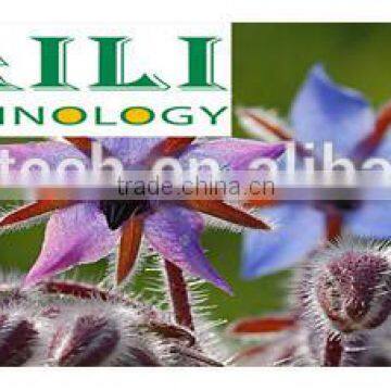 Organic Borage Oil (Omega 6 Series)vegetable Oil photo-3