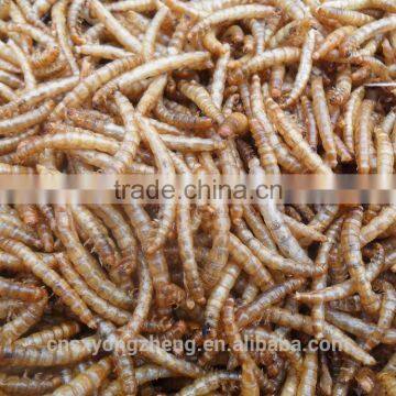 FDA Certification Tenebrio Molitors photo-3