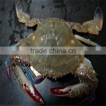 frozen delicious whole shell blue swimming crabs with good prices