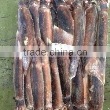 300-400g Sea Frozen W/R Illex Squid