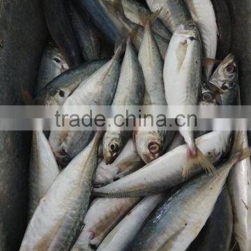 Frozen Fresh Seafood Big Eye Horse Mackerel Superior Quality Fish