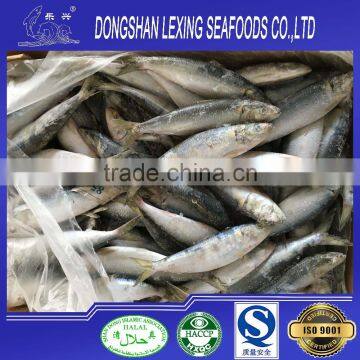 Whole round frozen sardine fish 85pcs/10kg