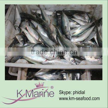 China New Caught Fresh Horse Mackerel Fish lot number#kmw4055