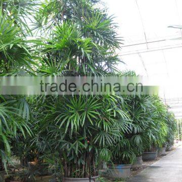 Rhapis Excelsa High 3-5m photo-3