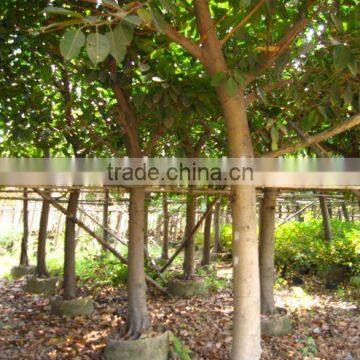 ficus altissima potted for outdoor plants