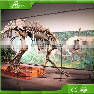 KAWAH Museum Durable Dinosaur Bone and Fossils for Sale photo-4