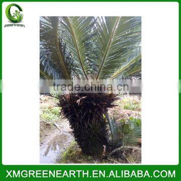 Cycas Revoluta Multihead (4)