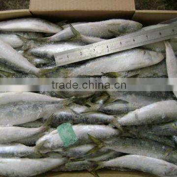 Frozen Small Size Sardine for Canning