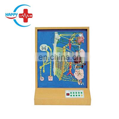 HC-S286 Electrical Human Autonomic Nervous System Model/Human Anatomy Nerve Motor Model for Medical Training