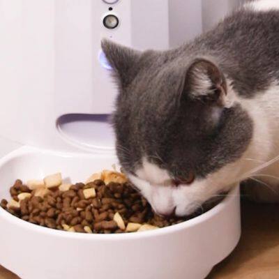 Pet Smart Puppy Cat Feeder Timed Food Dispenser