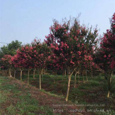 Price List of Crape Myrtle Trees in 2020 photo-5