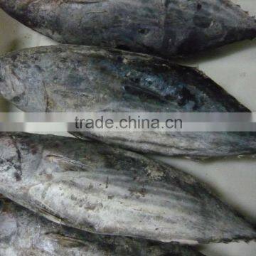 Frozen Skipjack Tuna Fish