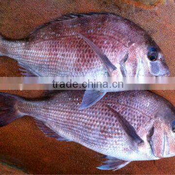 Frozen Red Seabream Fish