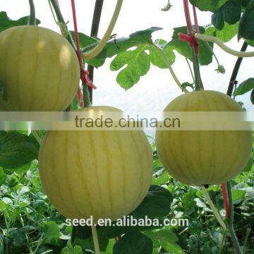 yellow seedless watermelon hybrid seeds golden sun