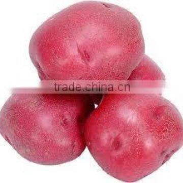 Red Potato High Quality