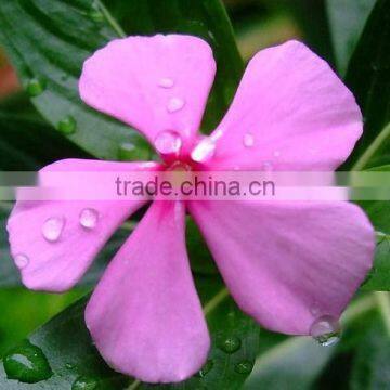 Bidens , Mume plant gfh ,Mume plant,flower seed,herb seed,vegetalbe seed,fruit seed,grass seed