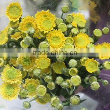 Reasonable price best selling yellow chrysanthemum flower