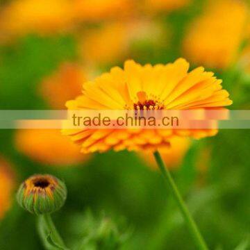 Zeaxanthin of Marigold Extract to Protect Eyesight