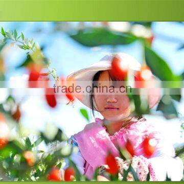 Dried Goji Fruit Without Any Pesticide Residue