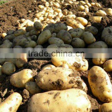 Sell 2012 new holland potato