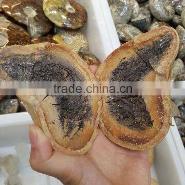 Fish Fossils Gemstones for Sale