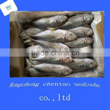 Whole round frozen horse Mackerel on sale