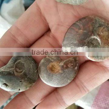 Wholesale Gemstone Natural Ammonite