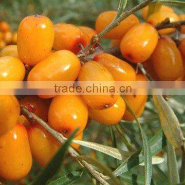 Seabuckthorn Concentrated Juice for fruit beverage