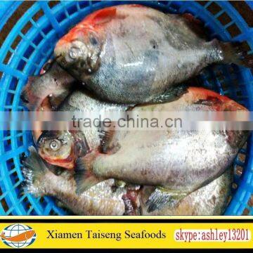 Frozen Red Pomfret Wholesale