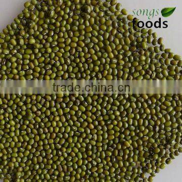 Round Type Green Mung Bean For Market