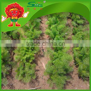 FRESH FENNEL photo-4