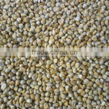 Indian Green Millet Bajra, Gujarat Quality photo-2