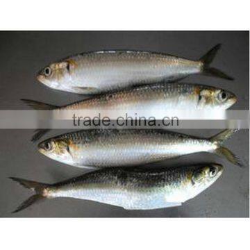 Good quality frozen sardine for canning