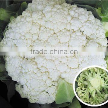 Hybrid cauliflower seeds for growing-Soft Sweet 78