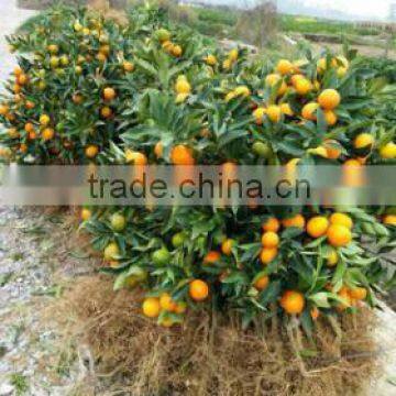 orange fruit trees seedling