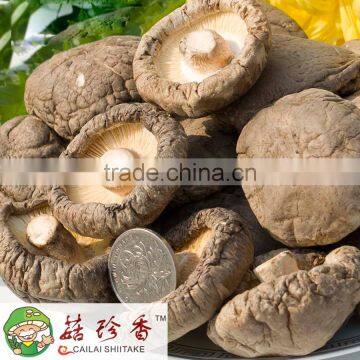 Free shipping best price premium dried flower shiitake mushroom China spawn champignon mushroom farm