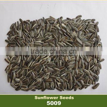 Sunflower Seed 5009 With Competitive Price