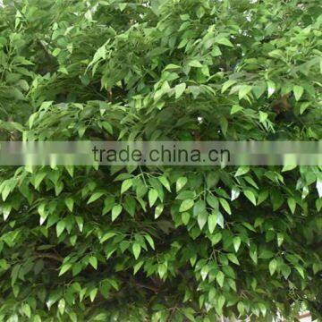 SJ2001037 Ornamental Foliage Plants/fake Metal Ficus Tree/artifiical Banyan Tree for Decoration photo-3