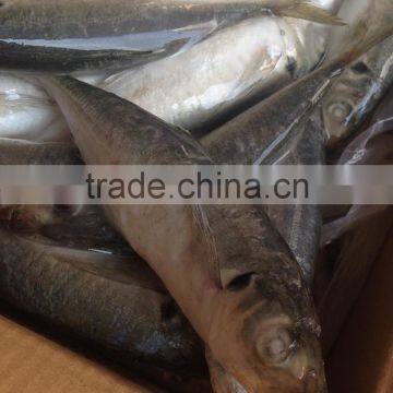 BQF Horse Mackerel 18cm+ Whole Round photo-2