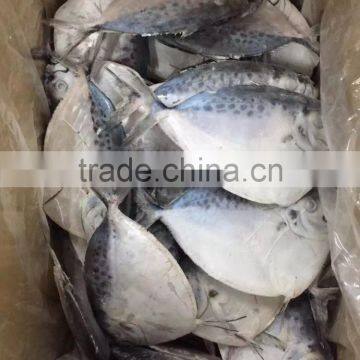 Frozen whole round moon fish Latin Name : Mene Maculata