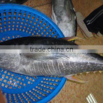 Whole Yellowfin Tuna Frozen photo-2