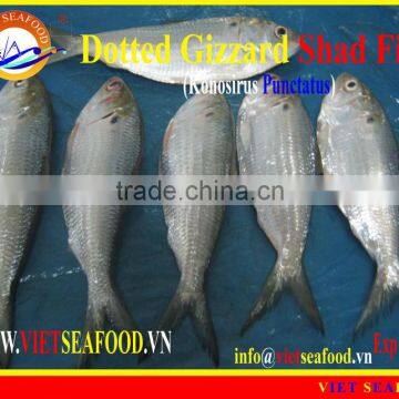 FROZEN DOTTED GIZZARD SHAD FISH W/R