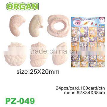 Crazy Water Growing Human Body Organs photo-4
