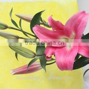 Wedding flower high quality fresh cut Pink Lily Robina flowers from China supplier