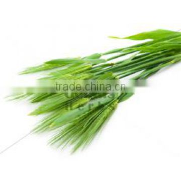 Barley Grass