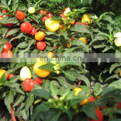 Hot Sale Fresh Sweet Color Pepper Yellow/Red/Green photo-4